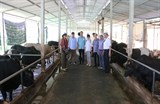 Quảng Ngãi: Đẩy mạnh công tác lai tạo giống bò thịt chất lượng cao