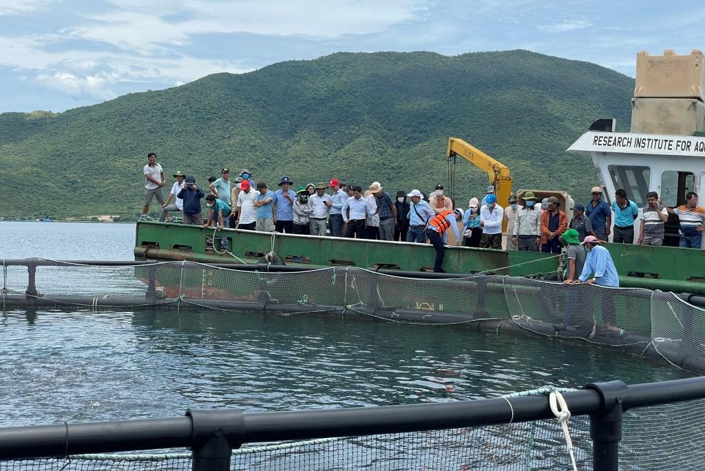 Khánh Hòa: Diễn đàn Khuyến nông @ Nông nghiệp chủ đề “Phát triển nuôi cá lồng bè trên biển bền vững, thích ứng biến đổi khí hậu