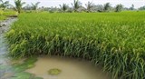 Bạc Liêu: Mở rộng diện tích canh tác lúa thơm – tôm sạch giúp nông dân làm giàu