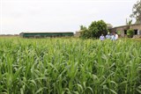 Quảng Trị: Chuyển đổi đất lúa thiếu nước sang trồng ngô sinh khối liên kết tiêu thụ sản phẩm  