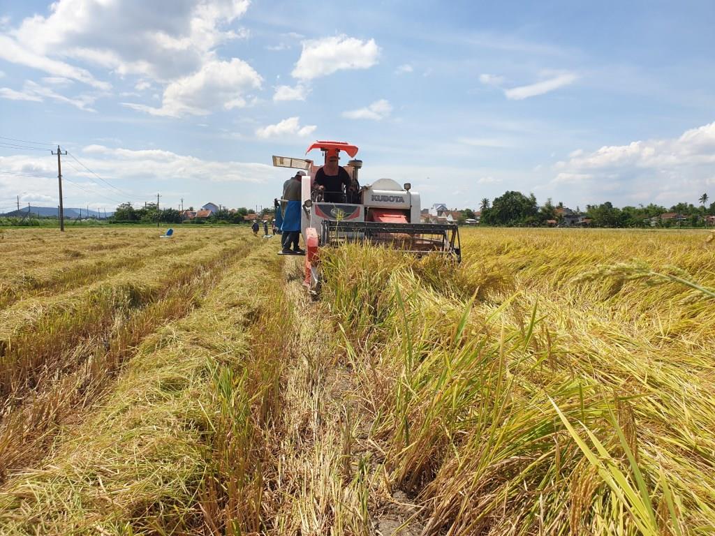 Phú Yên: Nỗ lực thu hoạch lúa vụ Hè Thu năm 2022