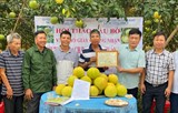 Những vườn bưởi đạt tiêu chuẩn hữu cơ đầu tiên tại Hà Tĩnh