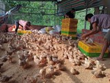 Lạng Sơn: Triển khai mô hình chăn nuôi gà ATSH làm nguyên liệu sản phẩm OCOP