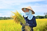Quảng Ngãi: Giống lúa TBR97 chinh phục cánh đồng mẫu lớn
