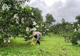 Hà Tĩnh: Tập trung khôi phục vườn cây ăn quả bị ngập lụt