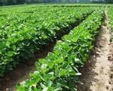 Sử dụng thuốc trừ cỏ phù hợp cho đậu tương