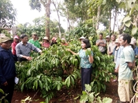 Thực trạng trồng xen cây ăn quả trong vườn cà phê vối tại Buôn Ma Thuột