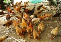 Quảng Nam Hiệu quả mô hình nuôi giống gà địa phương theo chuỗi giá trị