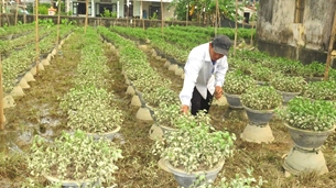 Thừa Thiên - Huế Người trồng hoa Tết nguy cơ trắng tay sau lũ lớn