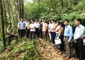 Tuyên Quang Nâng cao hiệu quả kinh tế cho người trồng rừng theo hướng phát triển lâm nghiệp bền vững