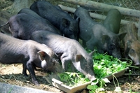 Nghệ An Hiệu quả mô hình nuôi lợn đen tại xã Tà Cạ