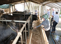 Quảng Ngãi Hiệu quả mô hình chăn nuôi bò thịt năng suất, chất lượng cao