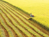 Sản xuất bền vững 1 triệu ha lúa chuyên canh chất lượng cao vùng ĐBSCL Doanh nghiệp dẫn dắt, khuyến nông cộng đồng làm cầu nối