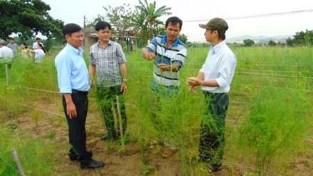 Ninh Thuận Nhân rộng kỹ thuật sản xuất măng tây xanh theo hướng hữu cơ