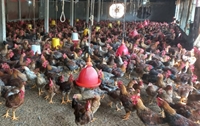 Mô hình nuôi gà thả vườn, đồi cho hiệu quả kinh tế cao