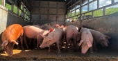 Hướng dẫn chăn nuôi lợn VietGAHP theo chuỗi giá trị