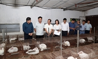 Lãnh đạo TTKNQG thăm và kiểm tra mô hình thỏ tại Bắc Ninh