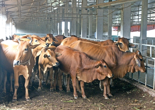 Phòng chống rét đậm, rét hại cho gia súc trong mùa đông