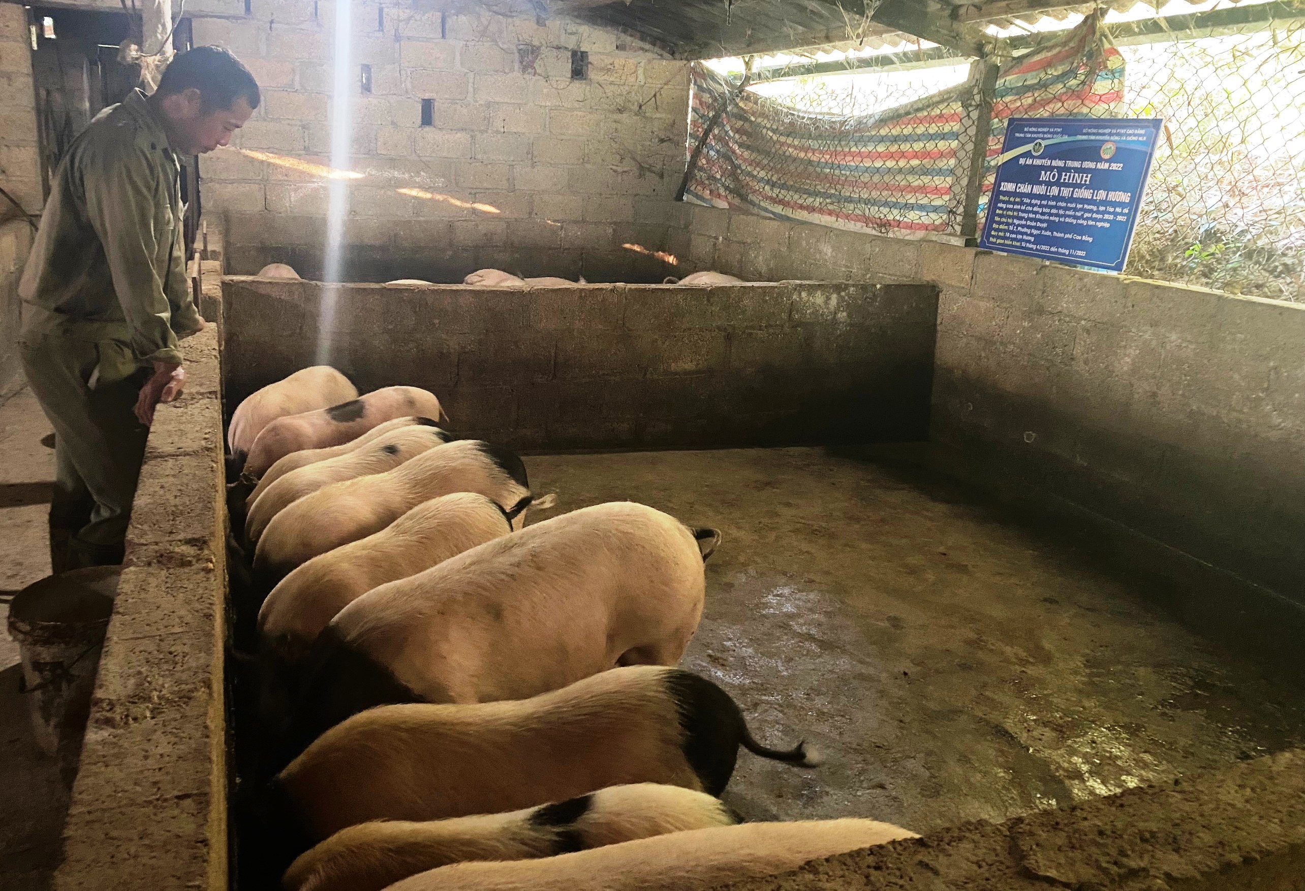Mô hình chăn nuôi lợn theo hướng an toàn sinh học  VTC16  YouTube