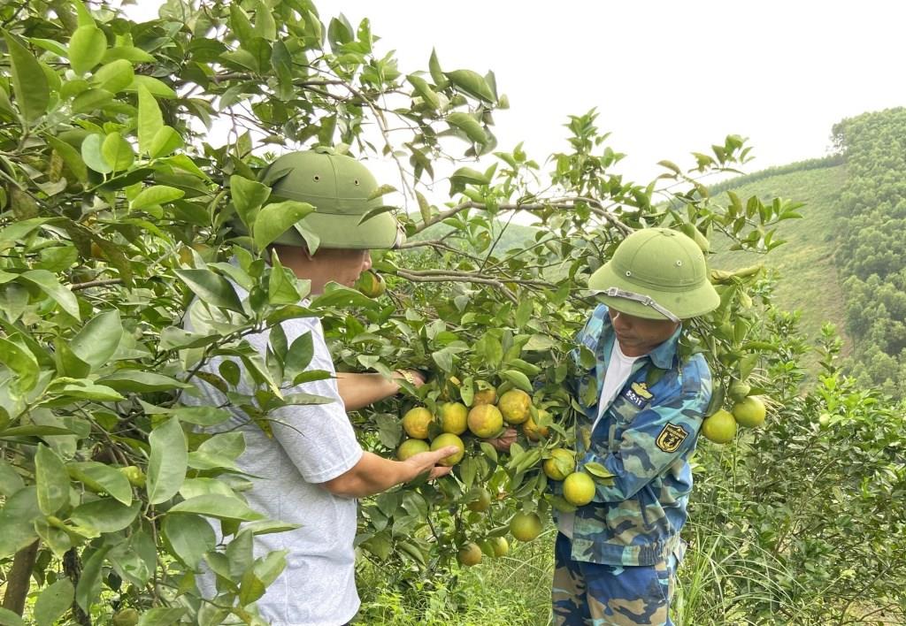 Số hóa vùng nguyên liệu cam sành