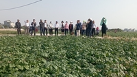 Hải Dương Tọa đàm “Thúc đẩy liên kết sản xuất và tiêu thụ khoai tây cho các tỉnh Đồng bằng sông Hồng”