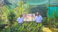 Hoa lan cắt cành - Hướng phát triển hiệu quả ở thành phố Vĩnh Long