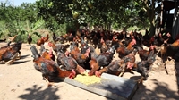 Bắc Ninh Sử dụng thức ăn bổ sung thảo dược nhằm nâng cao hiệu quả kinh tế trong chăn nuôi gà thịt