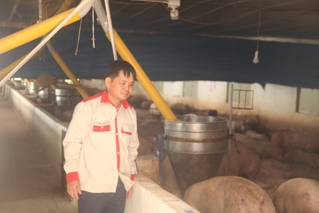 Bắc Giang Một nông dân nuôi lợn thu tiền tỷ