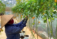 Những trang trại cà chua Nova công nghệ cao tại Buôn Ma Thuột