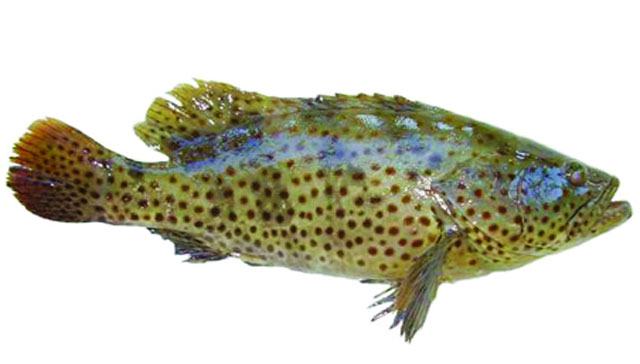 Quy trình nuôi thương phẩm cá song chấm nâu trong ao sử dụng thức ăn công nghiệp Phần 2 và hết