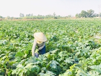 Hiệu quả kinh tế từ mô hình trồng bí ngòi Hàn Quốc