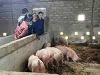 Hà Tĩnh Triển khai mô hình chăn nuôi lợn an toàn sinh học theo hướng hữu cơ
