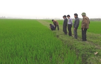 Bắc Bộ tăng cường giám sát chặt chẽ dịch hại phát sinh trên lúa