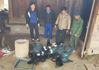 Quảng Nam Kết quả thực hiện mô hình chăn nuôi ngan địa phương sinh sản tại xã biên giới