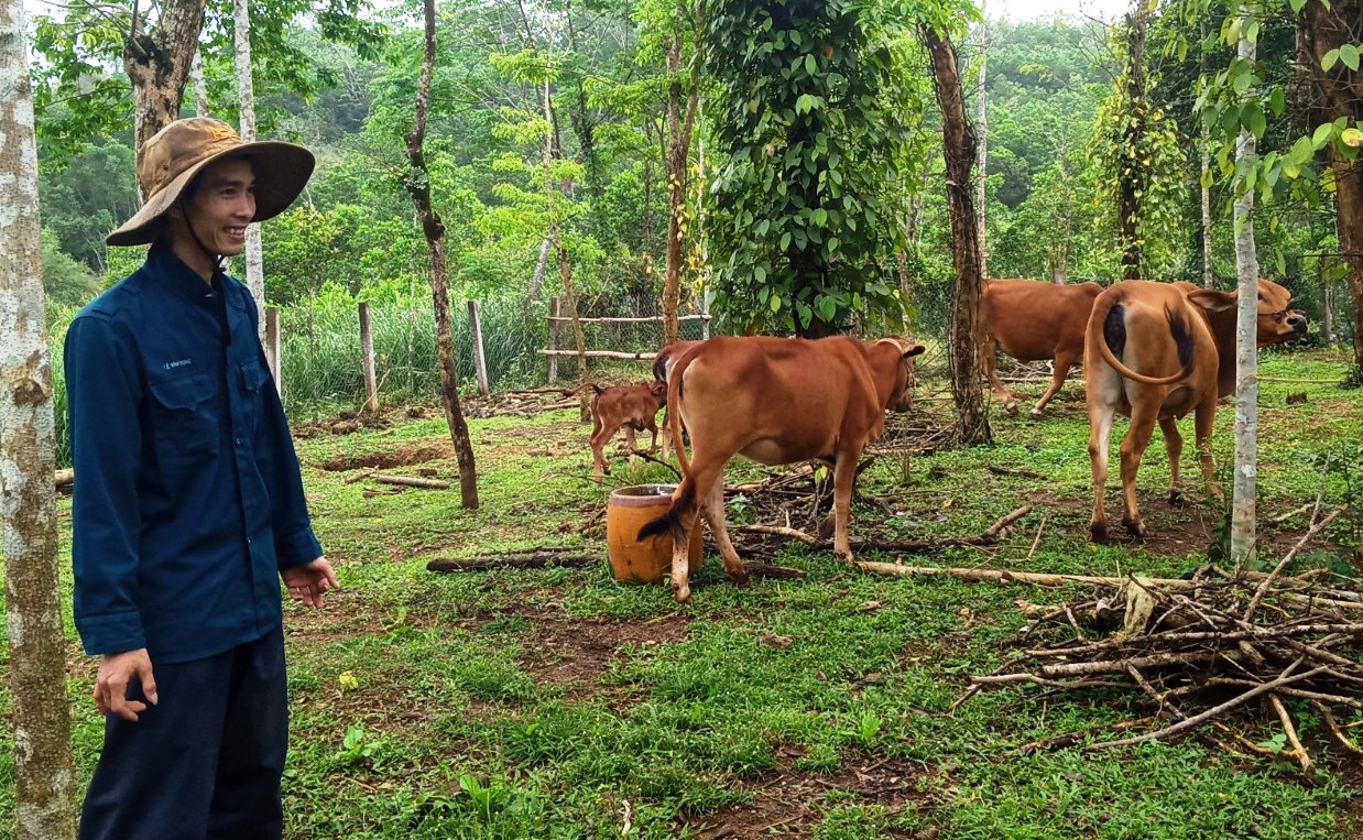 Mô hình tổ liên kết chăn nuôi bò sinh sản của phụ nữ