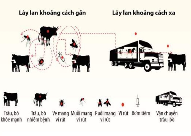 Nhận biết bệnh viêm da nổi cục trên trâu, bò và giải pháp phòng trị bệnh