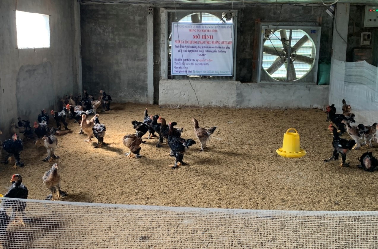 Thái Bình Kết quả mô hình nuôi gà tò thương phẩm theo hướng VietGAHP