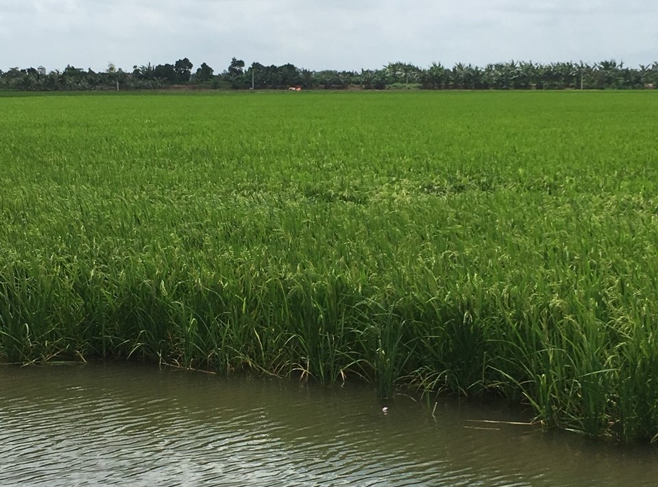 Tây Ninh Nuôi cá trên ruộng lúa – giải pháp giúp tiết kiệm chi phí sản xuất