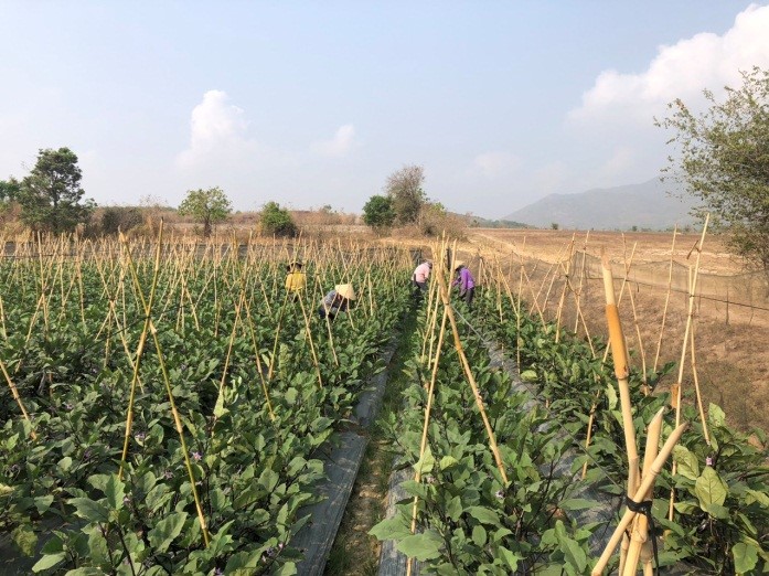 Người Phụ nữ làm giàu từ mô hình cà tím Nhật Bản Senyo  Chi tiết tin   Cổng thông tin điện tử huyện Ea Súp