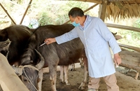 Tuyên Quang Huyện Yên Sơn thực hiện tốt tiêm phòng cho gia súc, gia cầm vụ xuân hè 2023
