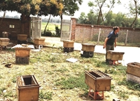 Cao Bằng Rộn ràng mùa thu hoạch mật ong