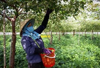 Ninh Thuận Người trồng táo trúng lớn vì được giá cao