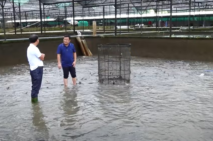 Nuôi cá tầm thương phẩm trong bể chảy