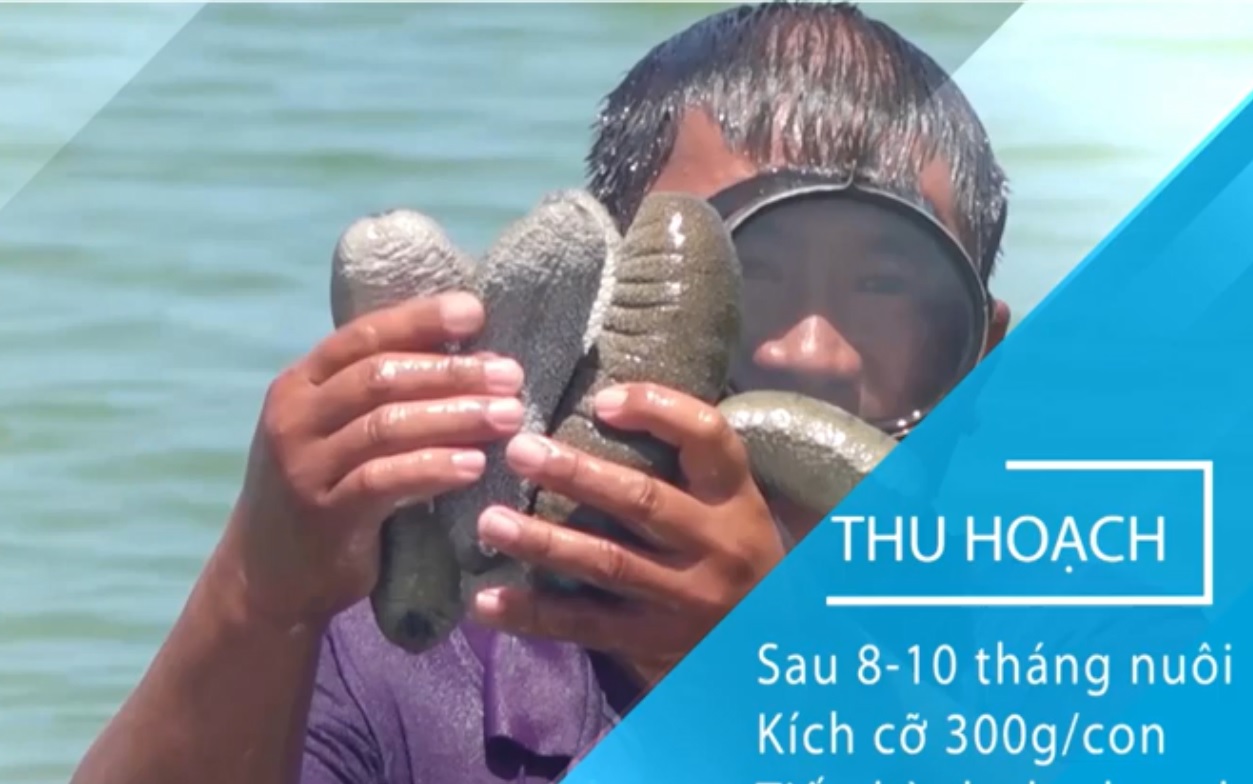 Nuôi hải sâm cát trong ao