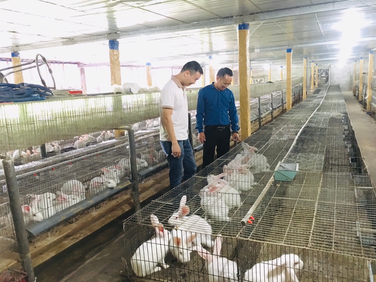Hiệu quả mô hình nuôi thỏ thương phẩm ở xã Bình Nghi