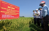 Thanh Hóa Xây dựng mô hình sản xuất lúa chất lượng theo chuỗi giá trị hàng hóa tại một số tỉnh Bắc Trung Bộ năm 2023