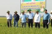 Hải Phòng Xây dựng vùng sản xuất hàng hóa lúa chất lượng gắn liên kết tiêu thụ sản phẩm phục vụ cho xuất khẩu vụ Xuân năm 2023