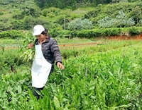 Phát triển dược liệu hữu cơ dưới chân núi Langbiang