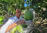 Nông dân Quảng Ngãi mặc “áo giáp” chống nắng cho trái cây
