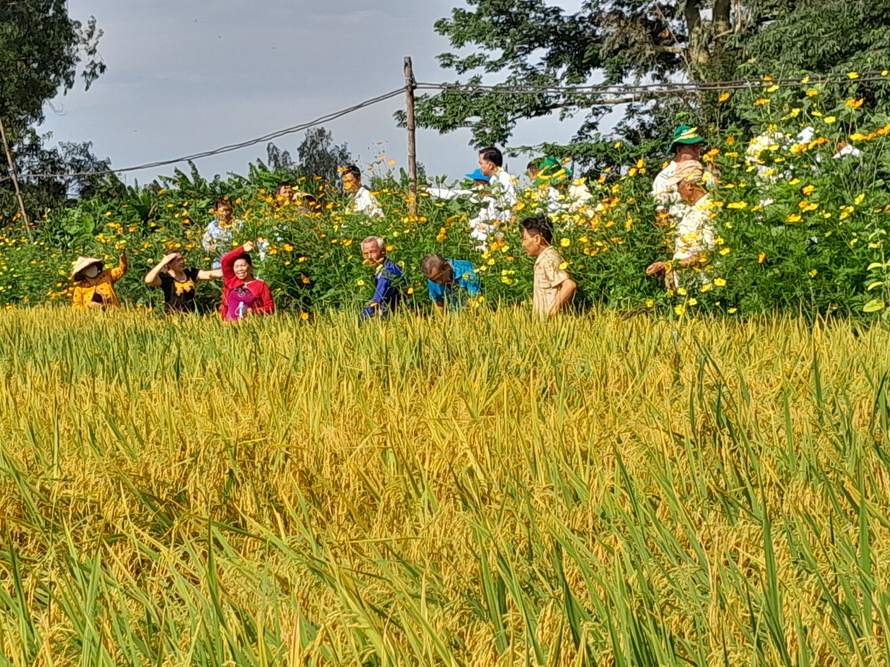 Lợi ích kép từ mô hình ruộng lúa bờ hoa ở Châu Phú